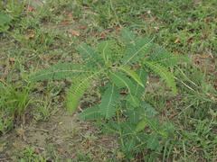 Sesbania cannabina