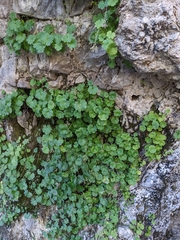 Micranthes odontoloma