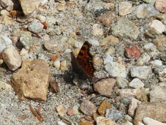 Polygonia faunus