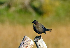 Euphagus cyanocephalus