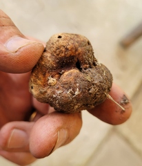 Pisolithus