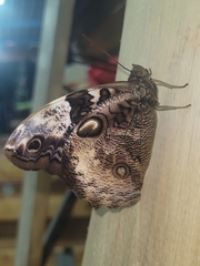Opsiphanes tamarindi