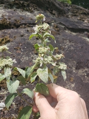 Pycnanthemum incanum