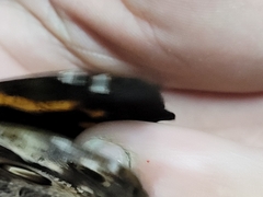 Opsiphanes tamarindi