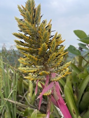 Aechmea stenosepala