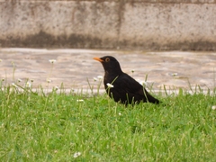 Turdus merula