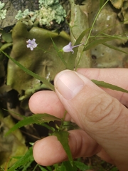 Campanula divaricata