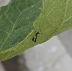 Odontomantis planiceps