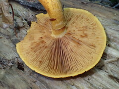 Gymnopilus luteus