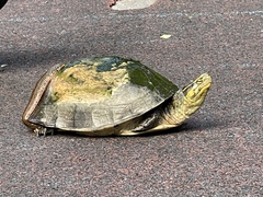 Cuora amboinensis kamaroma