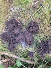 Stemonitis splendens