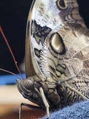 Opsiphanes tamarindi