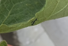 Odontomantis planiceps