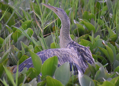 Botaurus pinnatus