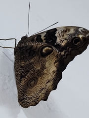 Opsiphanes tamarindi