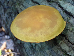 Gymnopilus luteus