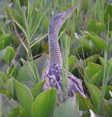 Botaurus pinnatus