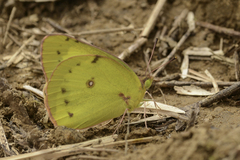 Colias eurytheme