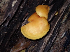 Gymnopilus luteus