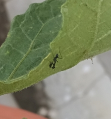 Odontomantis planiceps