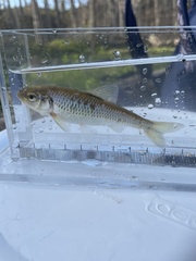 Luxilus chrysocephalus