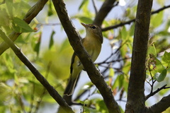 Vireo bellii