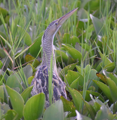 Botaurus pinnatus