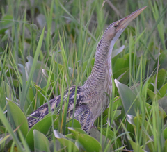 Botaurus pinnatus