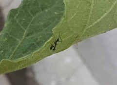 Odontomantis planiceps