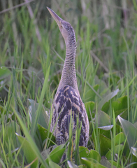 Botaurus pinnatus