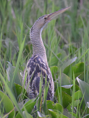 Botaurus pinnatus