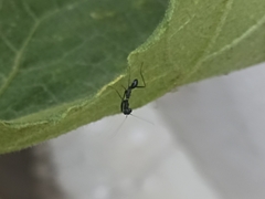 Odontomantis planiceps