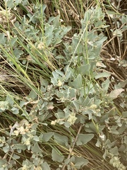 Atriplex maximowicziana