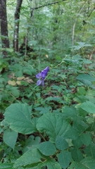 Aconitum uncinatum