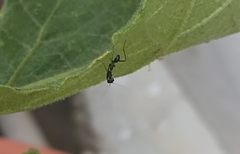 Odontomantis planiceps