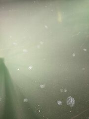 Bolinopsis microptera