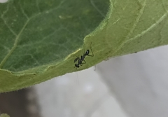 Odontomantis planiceps