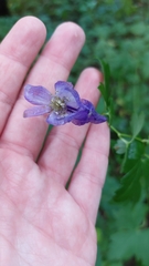 Aconitum uncinatum