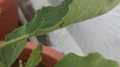 Odontomantis planiceps