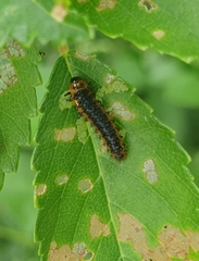 Chrysomelidae