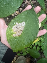Dermateaceae