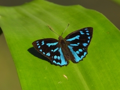 Simiskina phalia