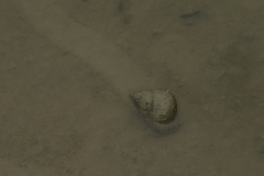 Cipangopaludina chinensis