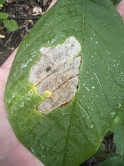 Dermateaceae