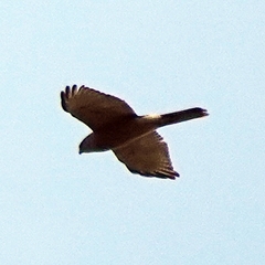 Accipiter fasciatus