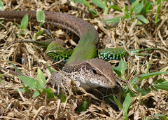 Ameiva ameiva