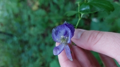 Aconitum uncinatum