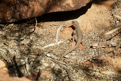 Ctenophorus modestus