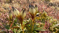 Gentiana algida