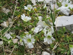 Cerastium uniflorum